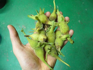 Noisettes , Noisetier  long bec